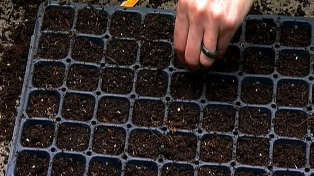 Посев семян капусты на рассаду