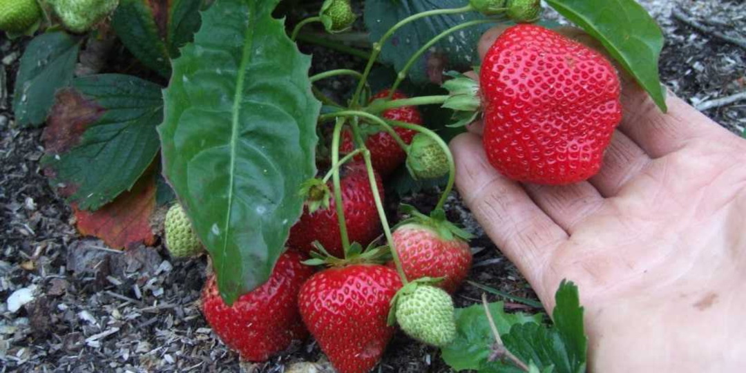 Почему в СССР скрывали от обычных дачников «урожайную технологию» выращивания клубники. Ягод в 3 раза больше