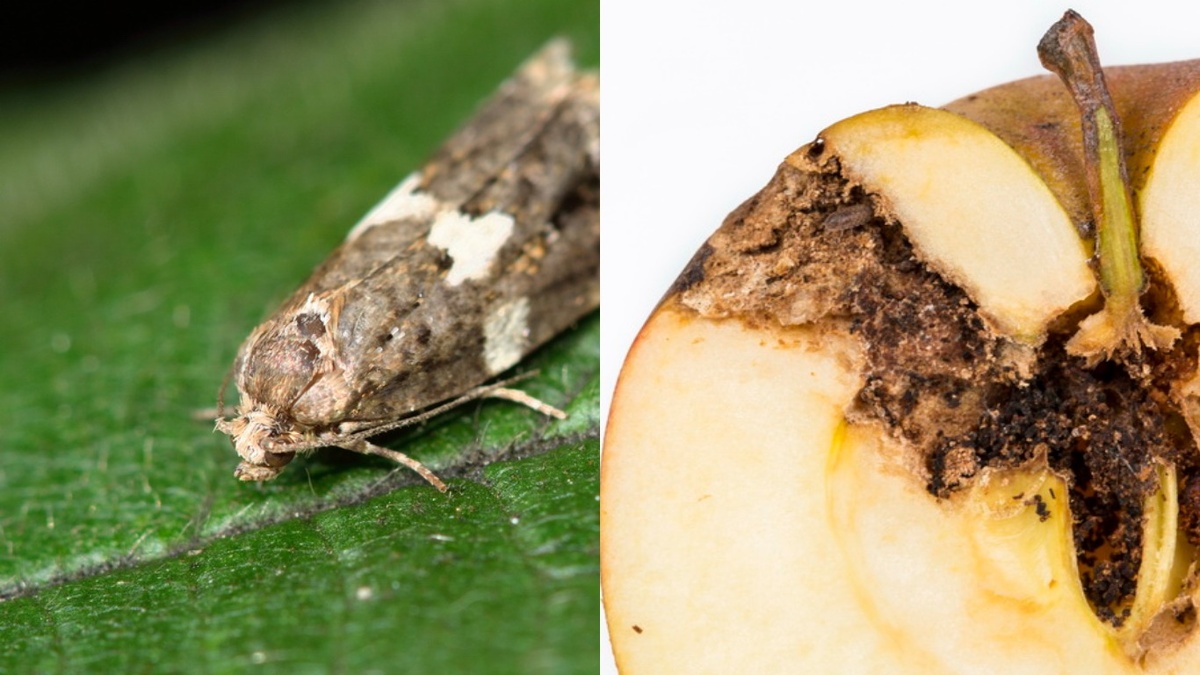 Раньше каждое второе яблоко выглядело так — червивое и годное только в компост