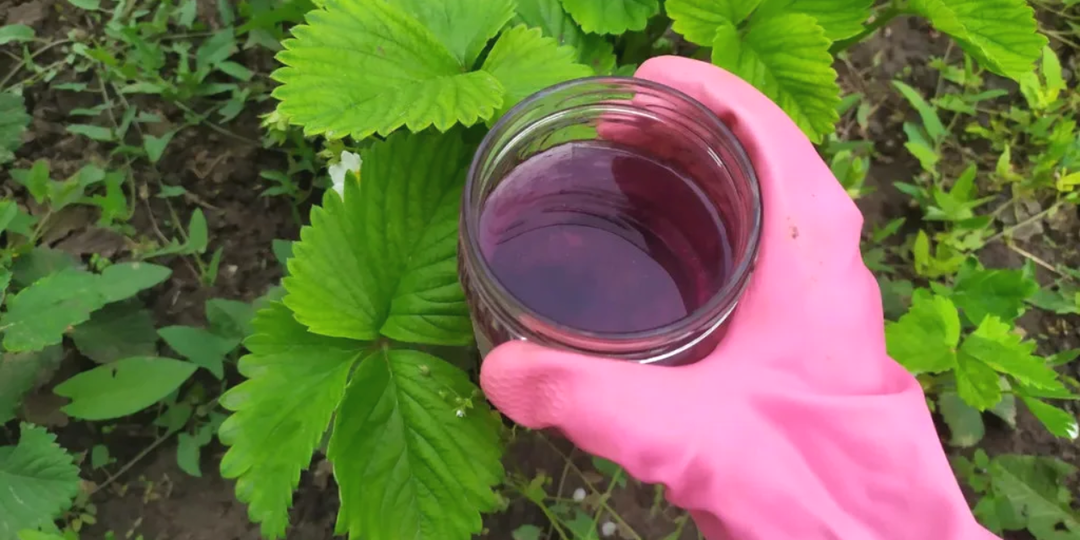 Секрет супер-сладкой клубники: то, что вы отправляете в мусорку, на самом деле – лучшее удобрение. Стоит копейки и всегда под рукой