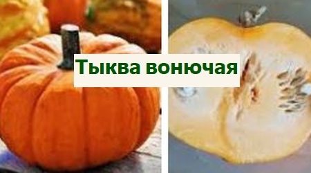 тыква вонючая, выращивание