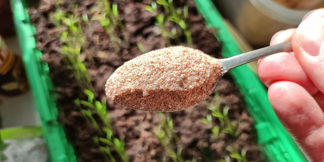 Ложка «муки» за 7 дней сделает всю рассаду мощной! Не понимаю, почему дачники игнорируют такую подкормку