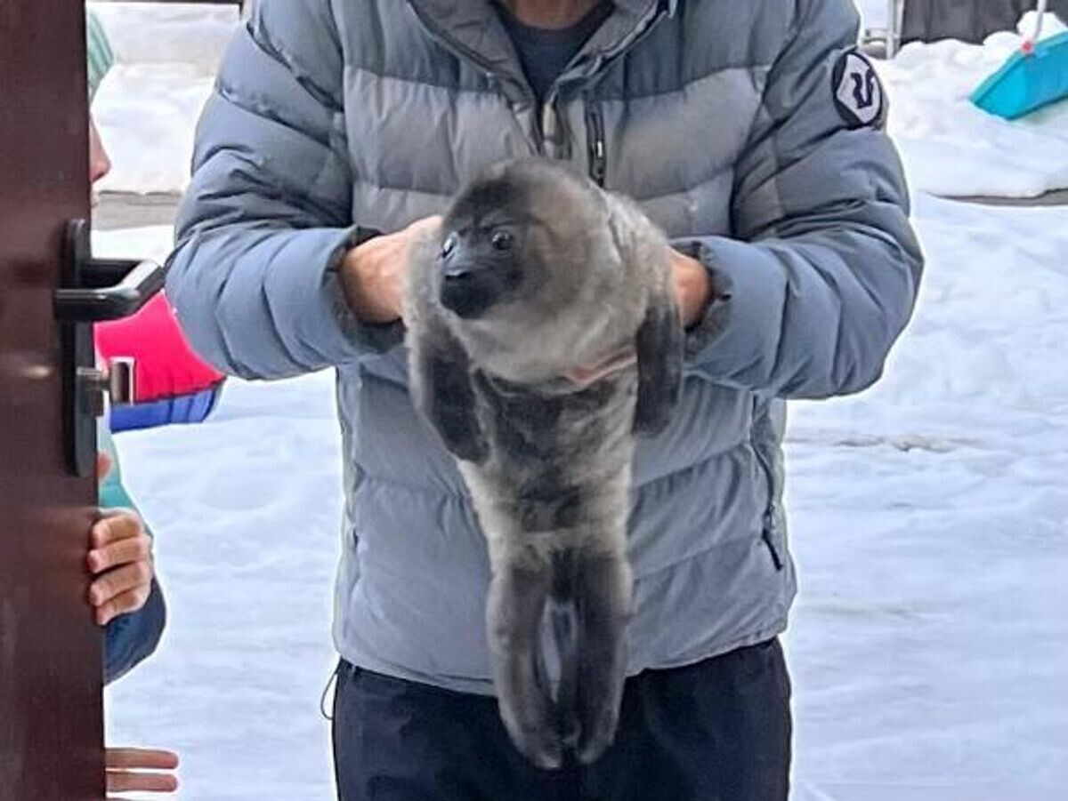    Новорожденную нерпу нашли на Ладожском озере | © Фонд друзей балтийской нерпы