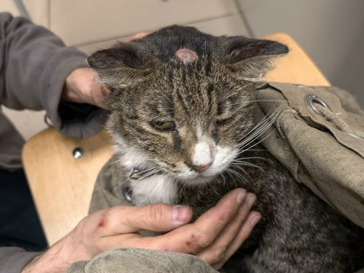     Фото: «ЗооСпас в Екатеринбурге» / vk.com/zoo_spas_ekb