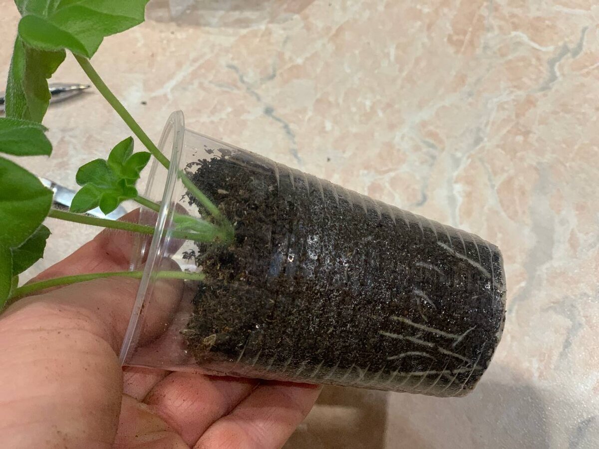 Пора пересаживать или нет? Вот в чем вопрос. Ответ на дне стаканчика. Фото автора 