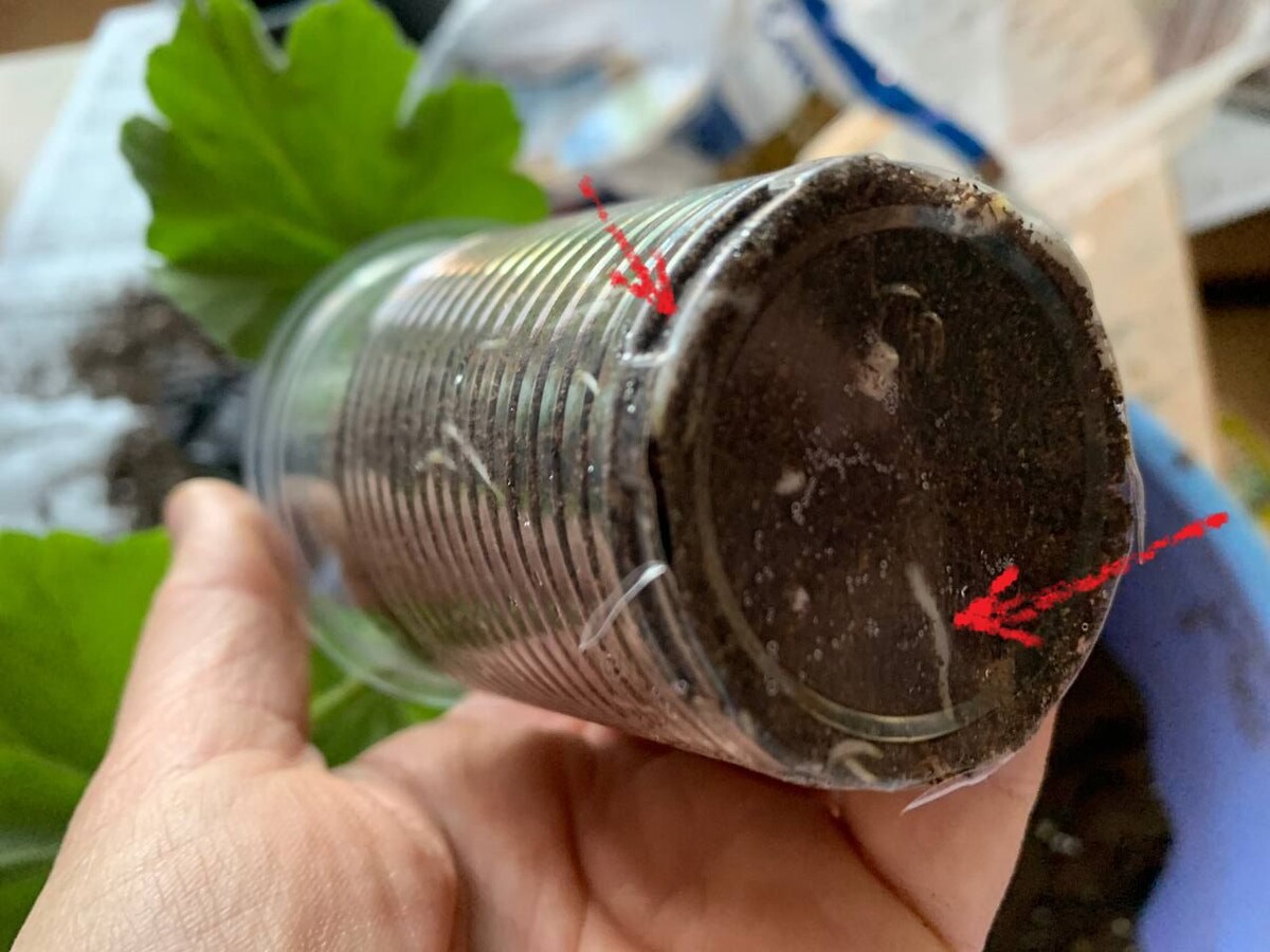 Корни только начинают подворачиваться и закольцовываться – пора пересаживать. Фото автора