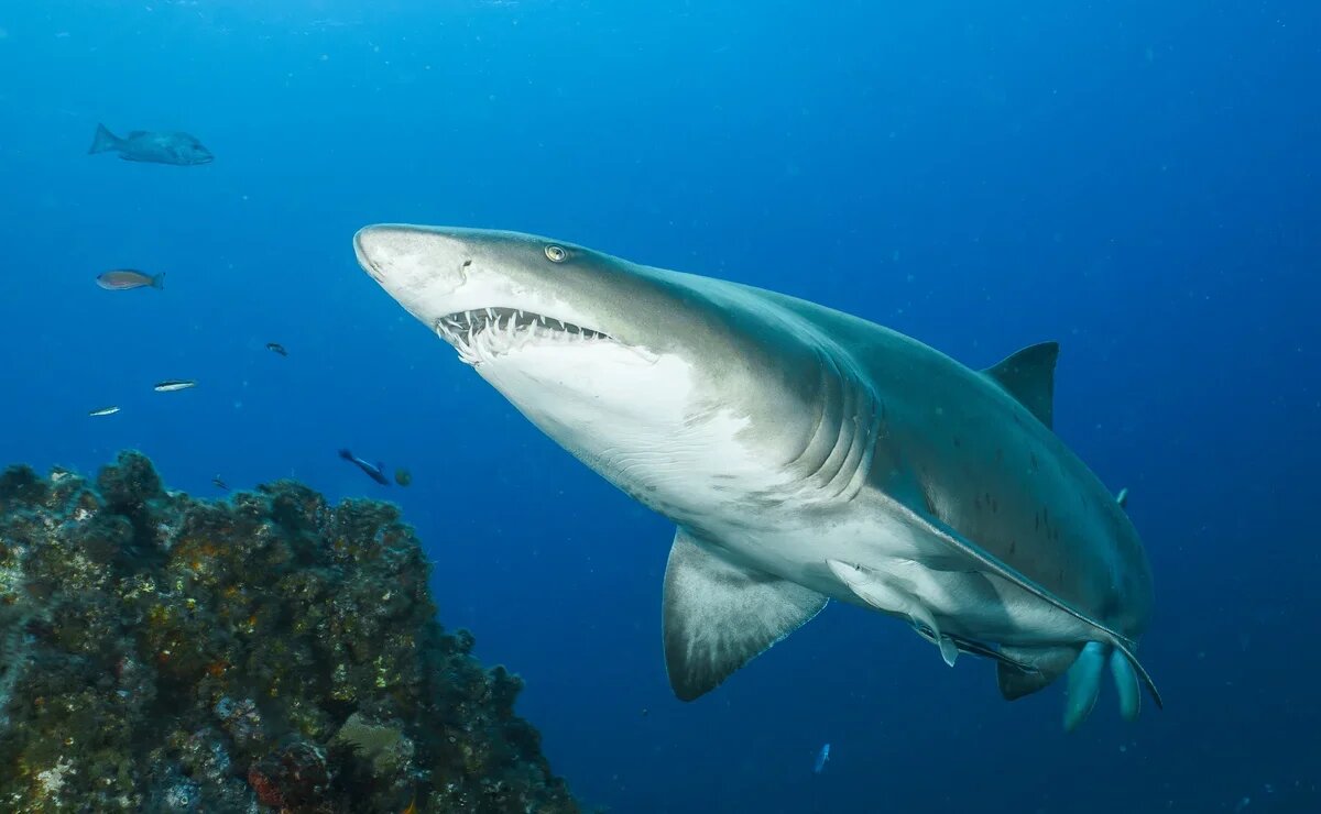    Где акулы нападают на людей чаще всего и есть ли в списке Египет