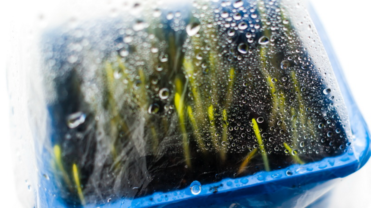 Орошение из пульверизатора и укрытие пленкой - семена прорастают без застоя влаги