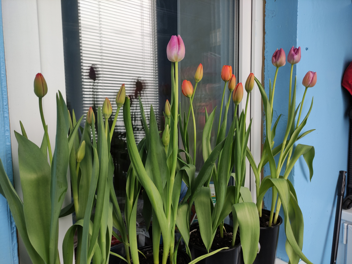 Вот, что выросло у меня из 7 сортов. Два заурядных сорта тюльпанов, даже близко не похожи на то, что продаётся. 