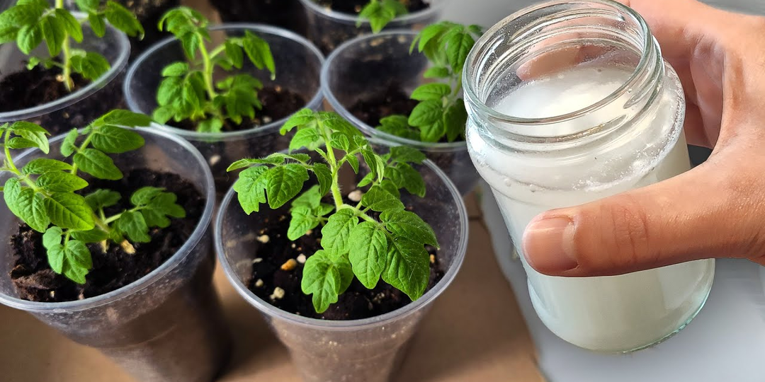 Томаты попёрли за 7 дней! Стебли толще пальца, а я просто добавил в подкормку то, что все выбрасывают