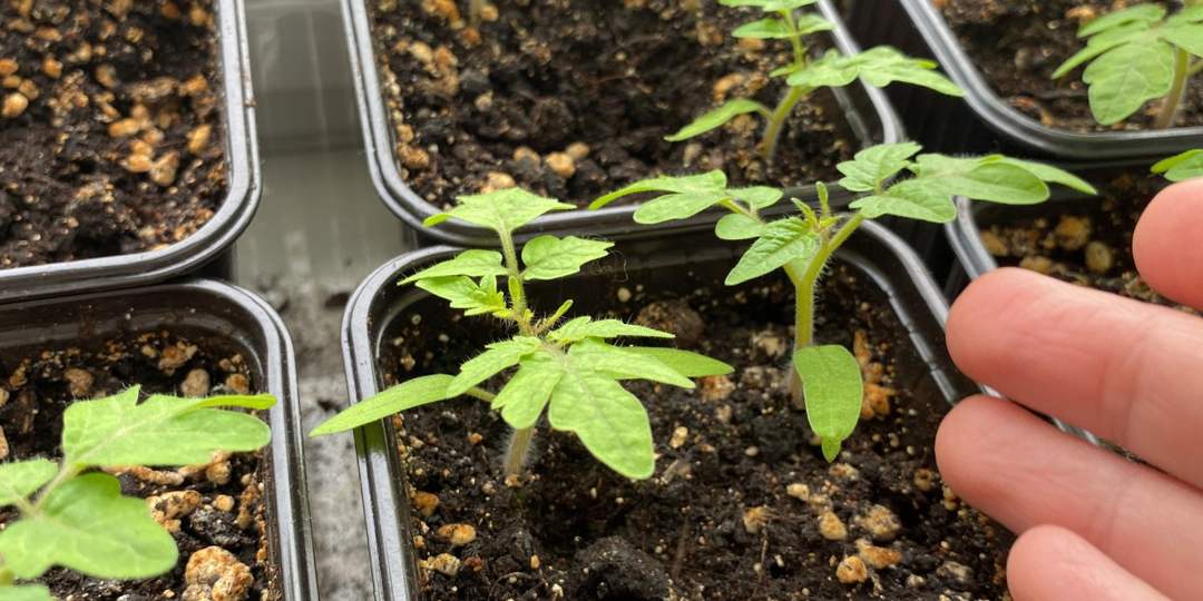 Толстые и мощные стебли за неделю: всё, что нужно, уже есть на вашей кухне. Натурально и бесплатно