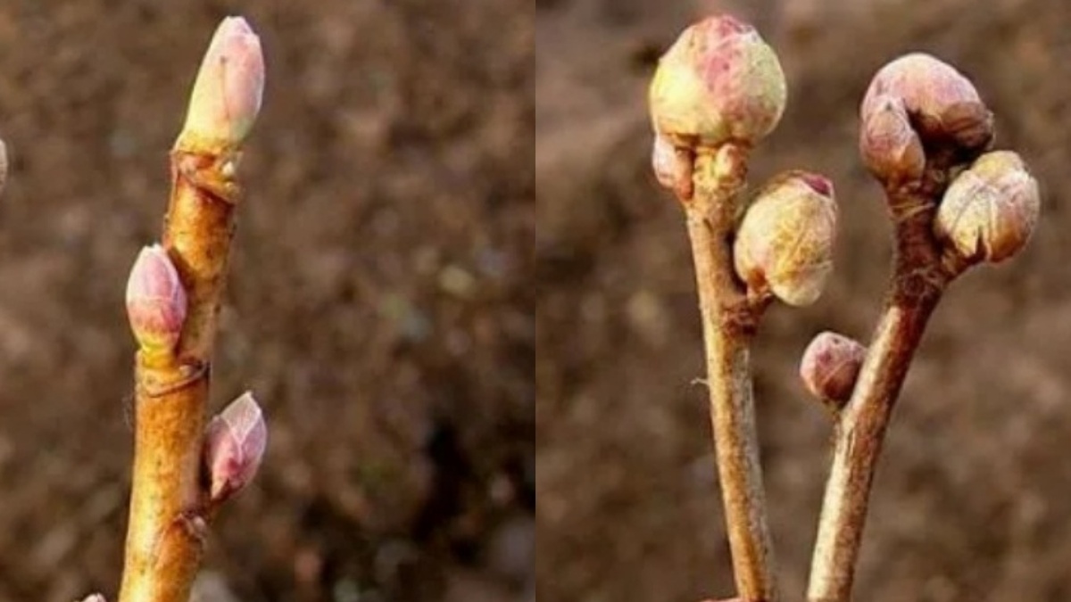 Здоровая почка плотная и вытянутая, пораженная клещом — круглая и рыхлая