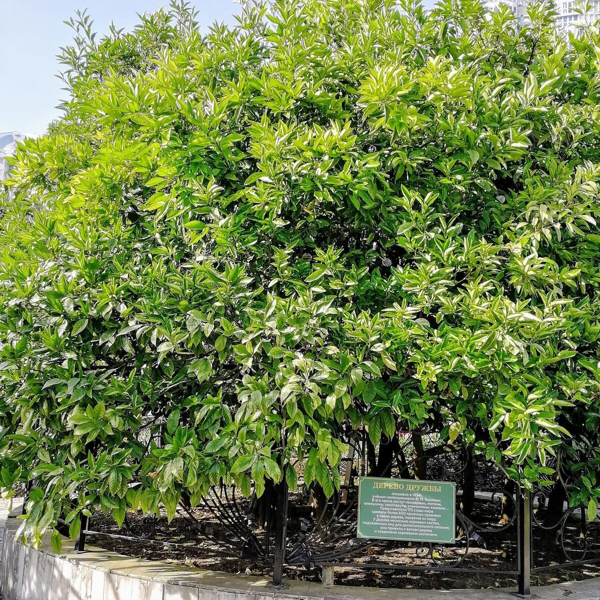 Дерево дружбы Сочи
