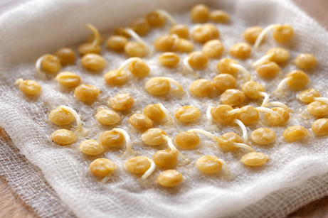 семена на влажной  марле проклюнулись