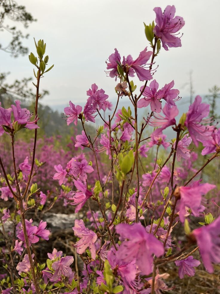 фото с сайта: https://ru.pinterest.com/pin/989595718170640924/