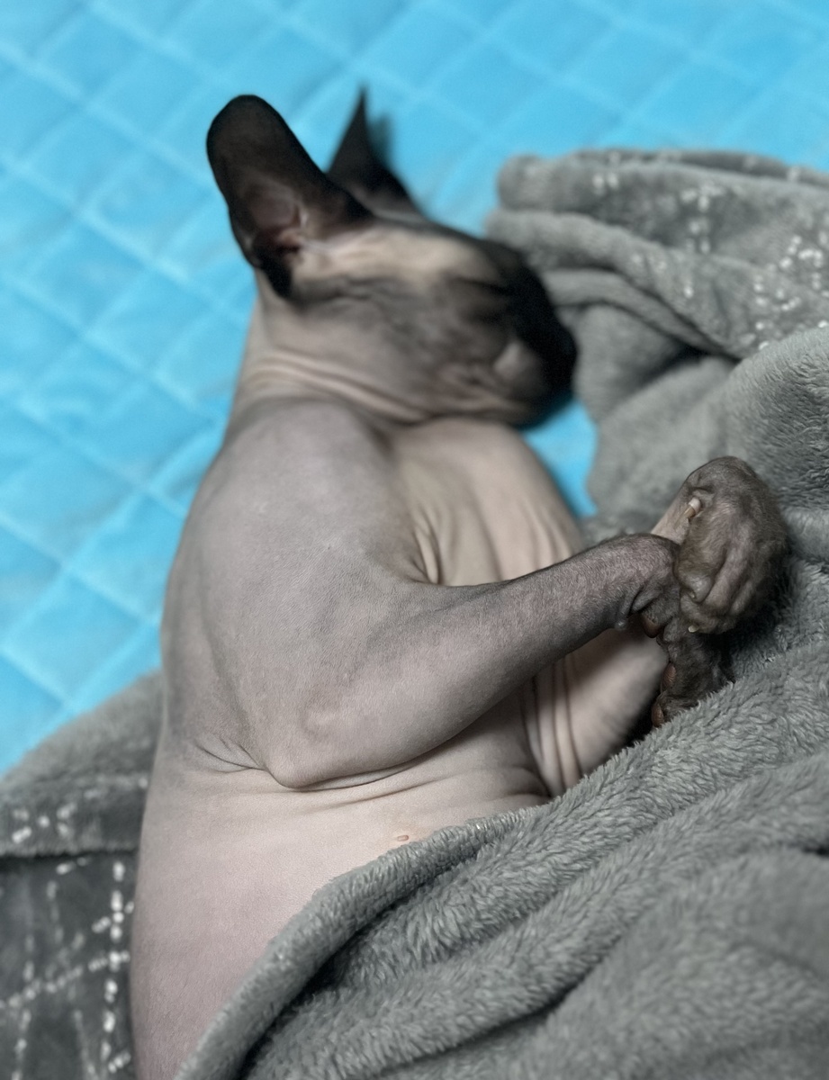 Моя кошка Тея- канадский сфинкс