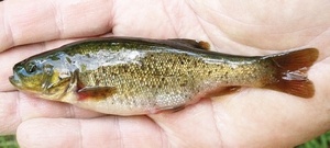 (фото из открытых источников)