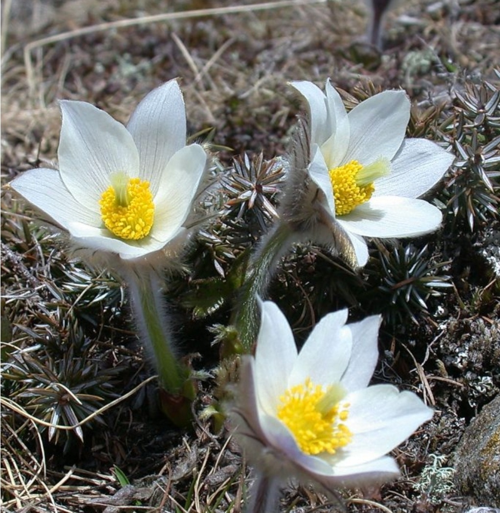 Фото из интернета. А я пока только мечтаю о такой красоте 