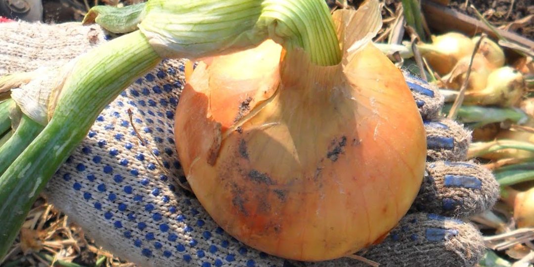 Вот почему лук без газет больше не сажаю. Головки вырастают крупнее яблок без чудо-подкормок