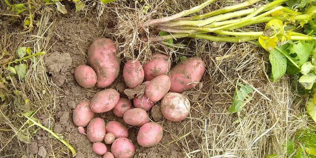 Ради интереса посадил 3 рядка картошки из «Магнита». Собрал на 9 кг больше урожая, чем с 3 грядок элитного сорта