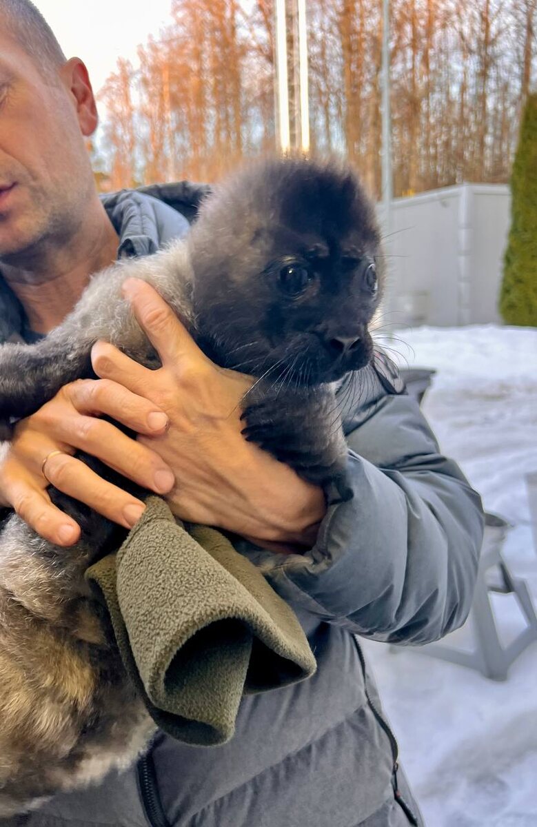    Нерпу спасли в Ленобласти