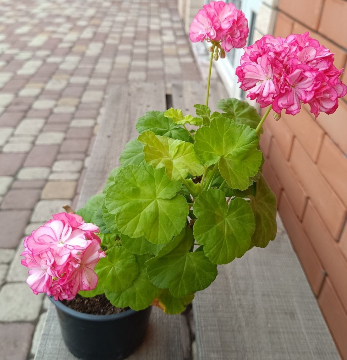 Вот такой у меня куст Bomnal Anne. Ему 2 с небольшим года. Кажется, что куст большой. Но это не так)) Горшок 0.8 л. Высота куста сантиметров 20-25. Листья у него некрупные. Просто фотоаппарат немного искажает перспективу. 