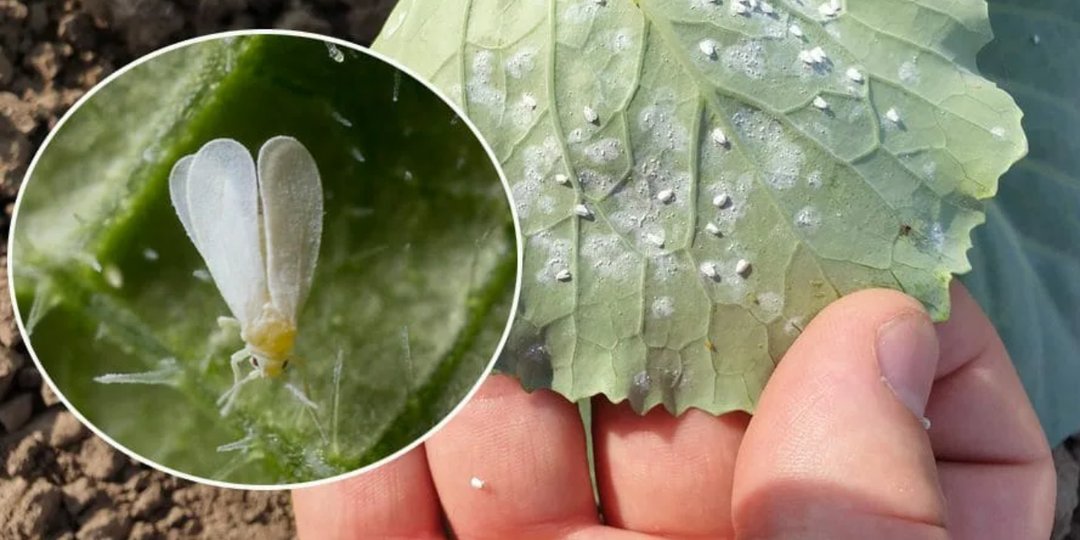 Простой и почти бесплатный метод защиты всего участка от белокрылки. Уже пора начинать, все мои соседи в восторге