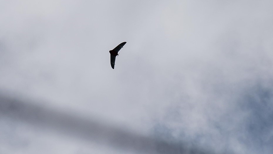    Один беспилотник сбит в небе над Ленинградской областью Автор фото: Ермохин Сергей
