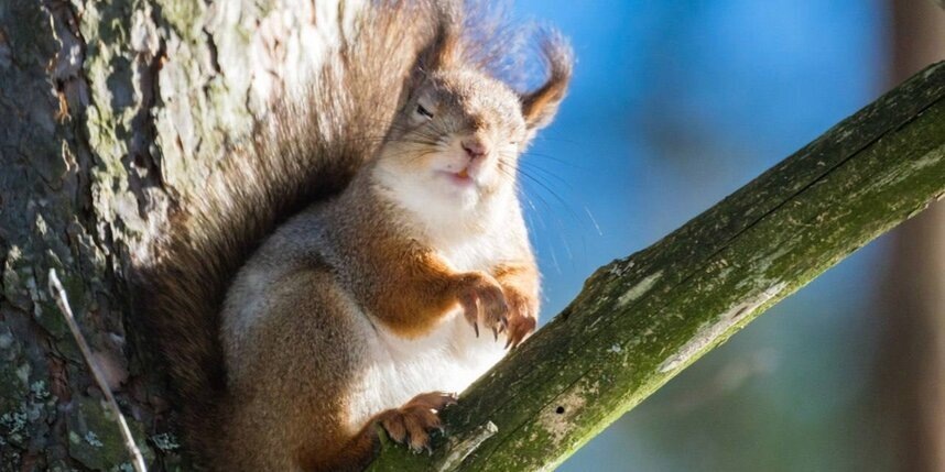    Алена Бобрович