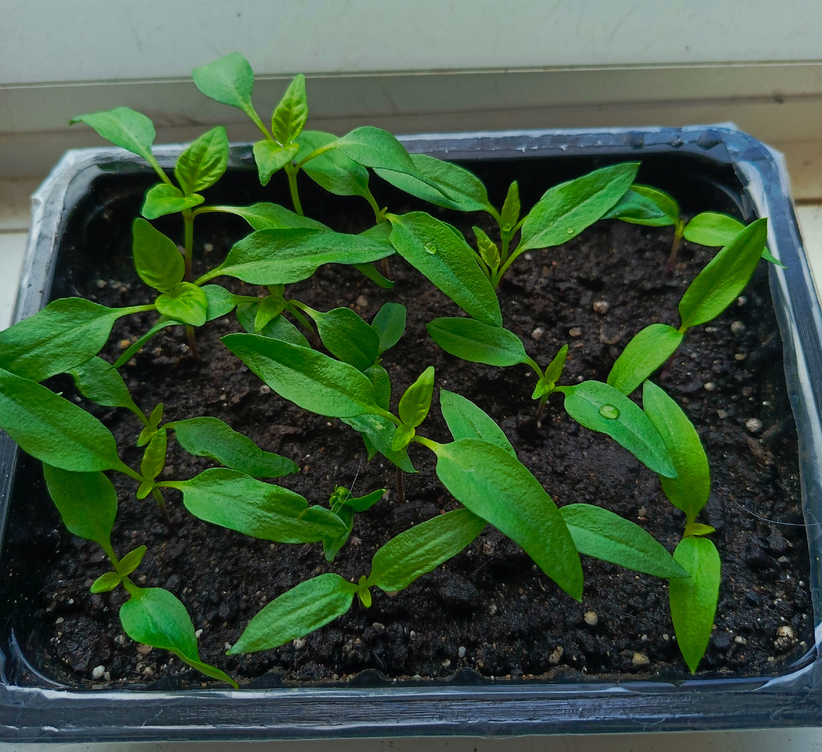 рассада перца