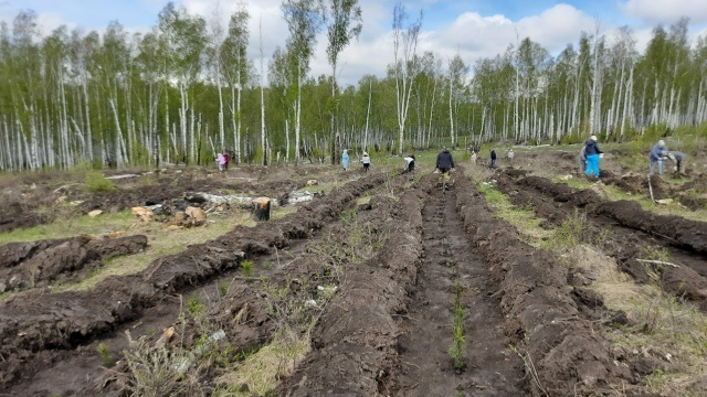 Весна 2025, посадочный материал местный