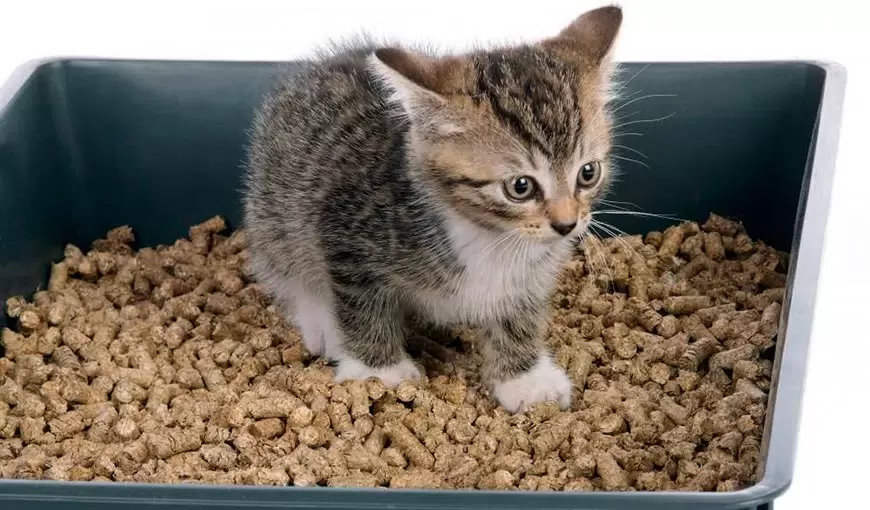 Фото Яндекс Картинки