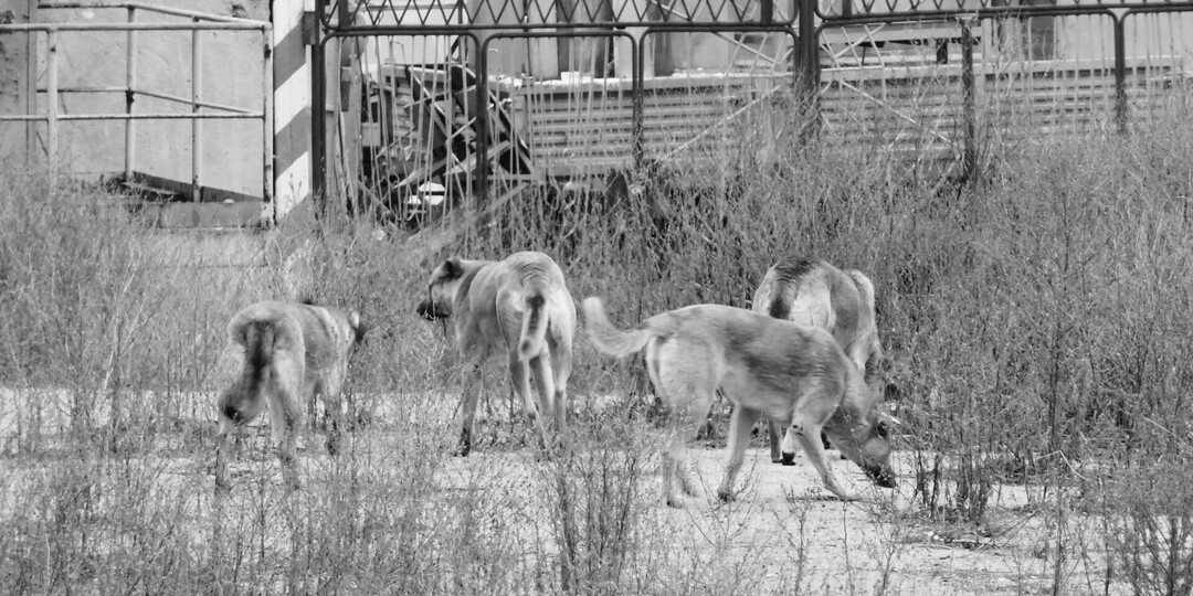 В Красноярске возбудили дело после нападения собаки на восьмилетнего мальчика