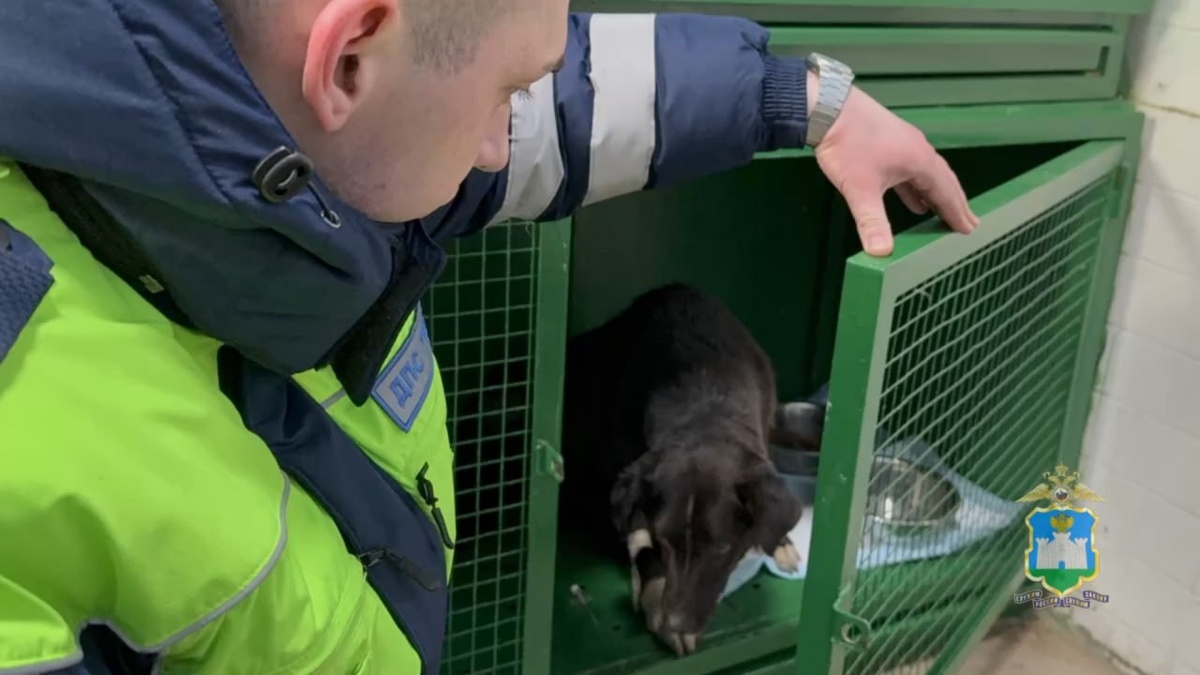    Собака полиция Орел МВД Медиа