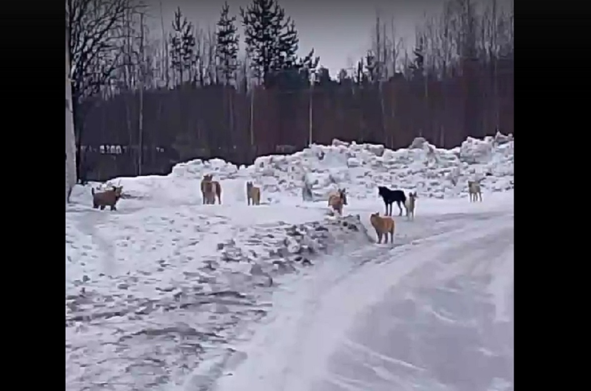    Фото: «Сегежа online..»