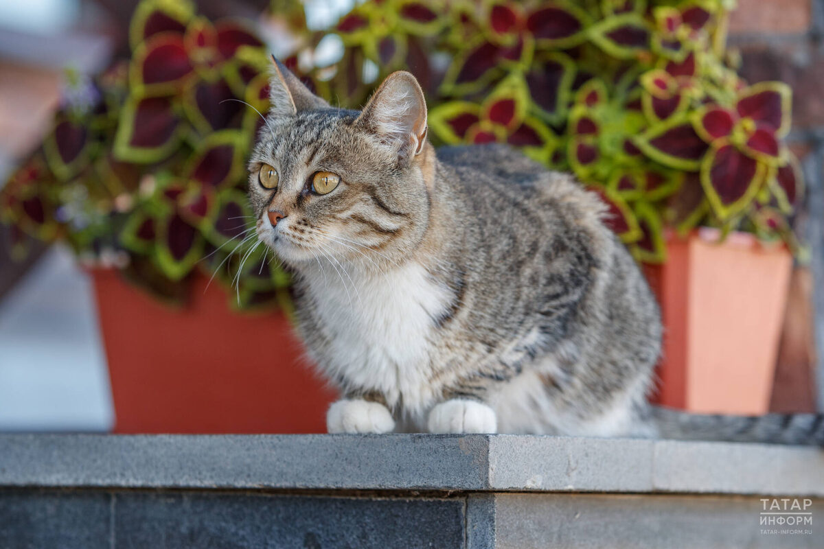 Фото: © Владимир Васильев / «Татар-информ»