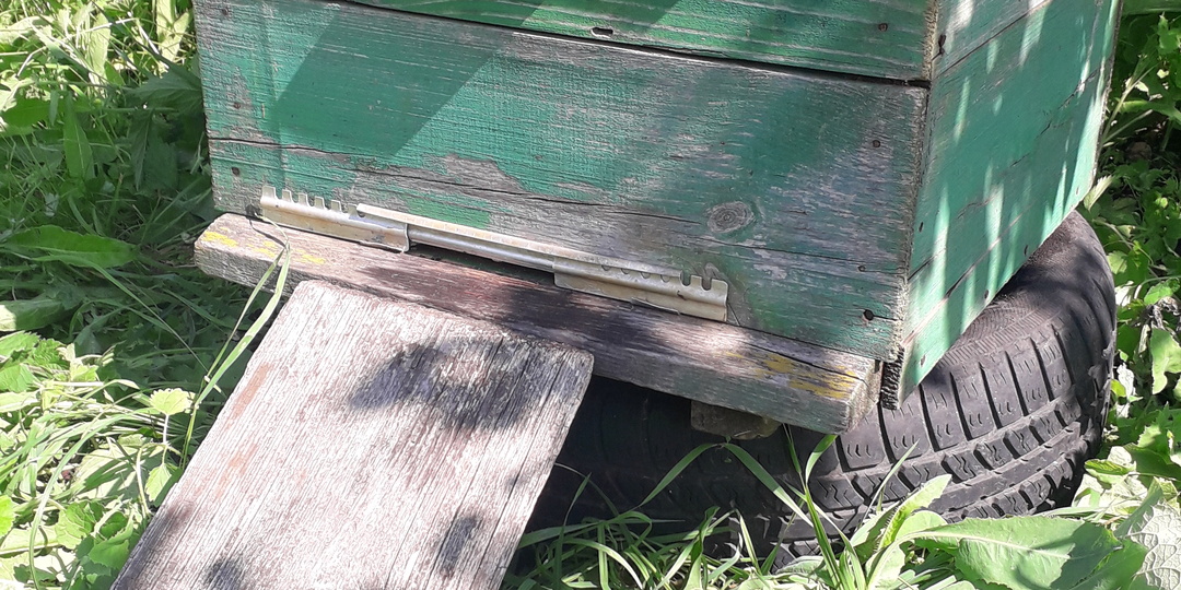 Мой первый улей: как старенький зелёный улей стал началом большого пути!