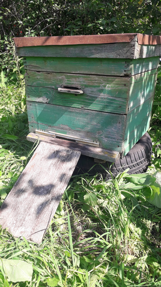 Тот самый "Ветеран пасеки" Именно с этого улья всё начиналось....