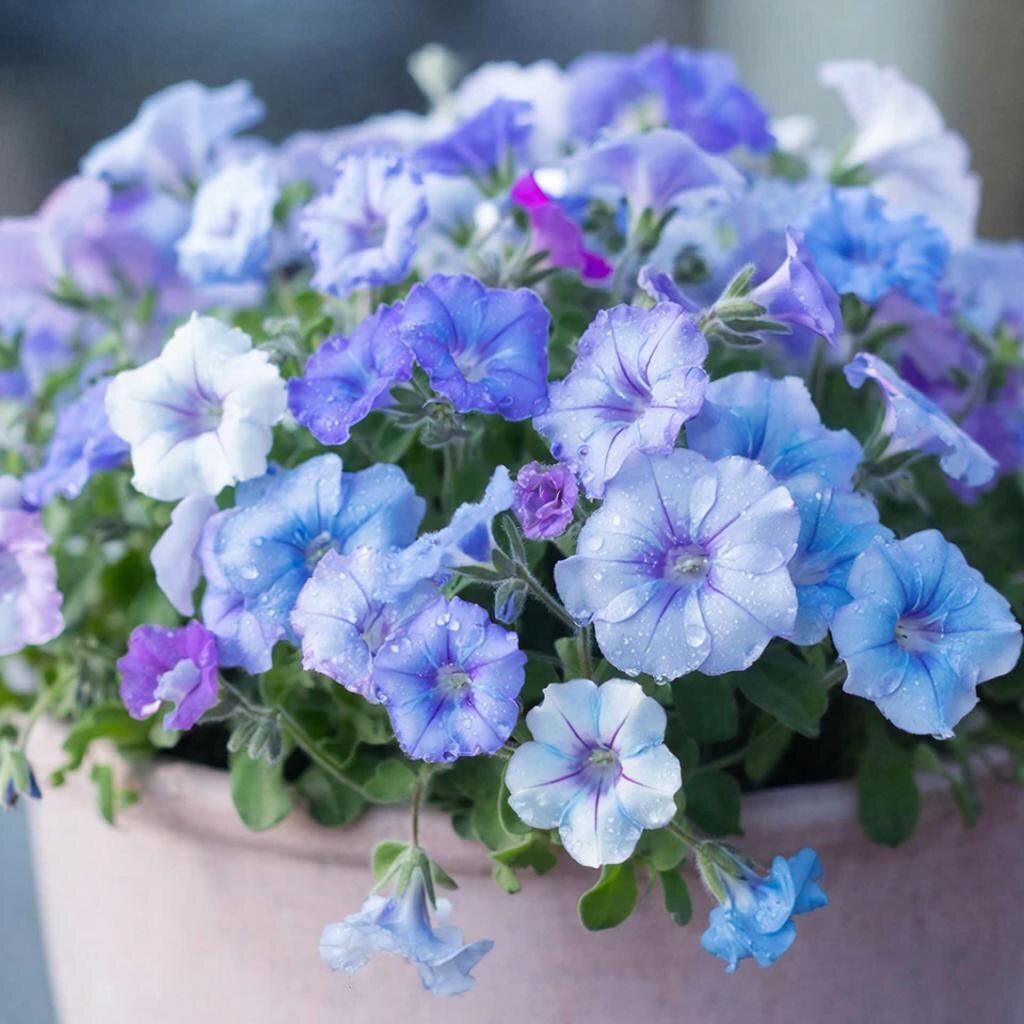 Вегетативные растения украшение вашего сада — море нежных оттенков на вашей клумбе. Автор иллюстрации — Ирина Амелина.