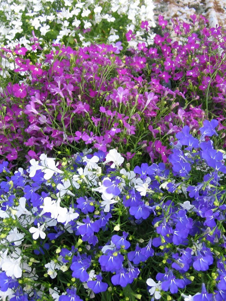 Лобелия в трёх оттенках создаёт гармоничную композицию. Фото: из открытых источников.