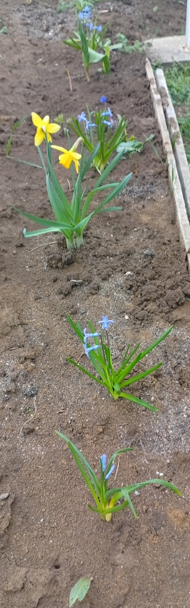 Клумба перед домом