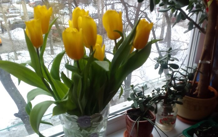 Не так-то просто оказалось донести букет тюльпанов до квартиры / фото: Vostok.Today