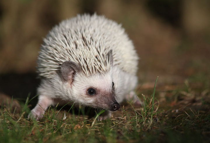 фото: Pxhere.com