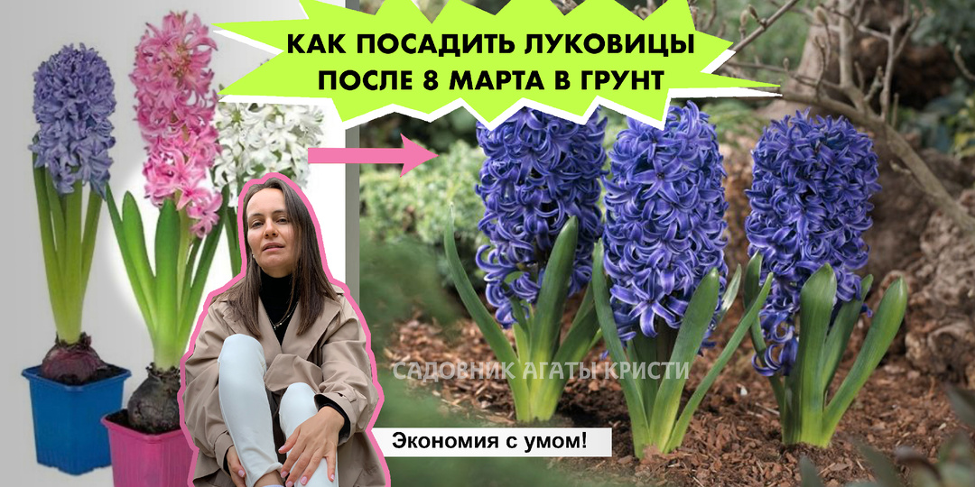 Экономия с умом: как посадить нарциссы и тюльпаны после 8 Марта в открытый грунт