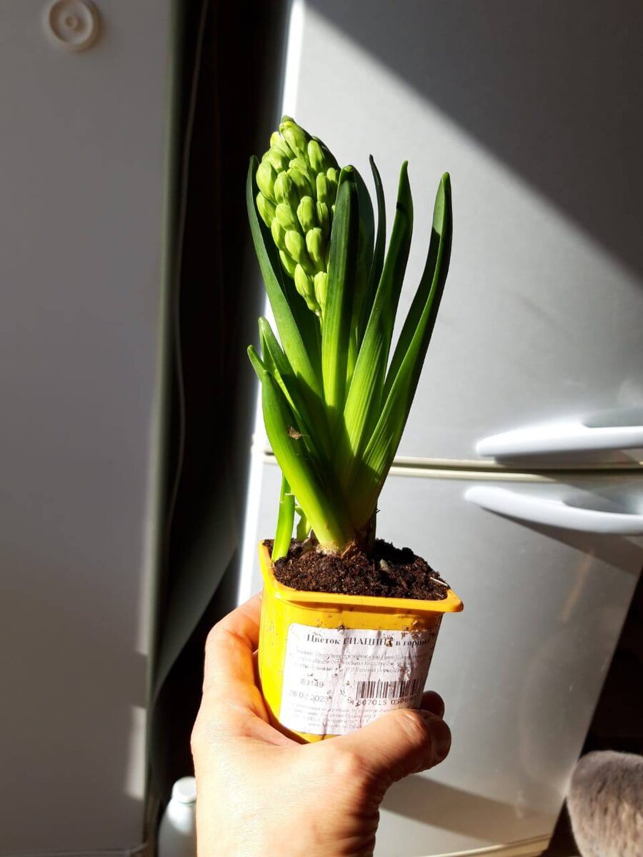 Такие фото присылает мне моя мама, когда ей удалось поймать в магазине гиацинт интересного цвета