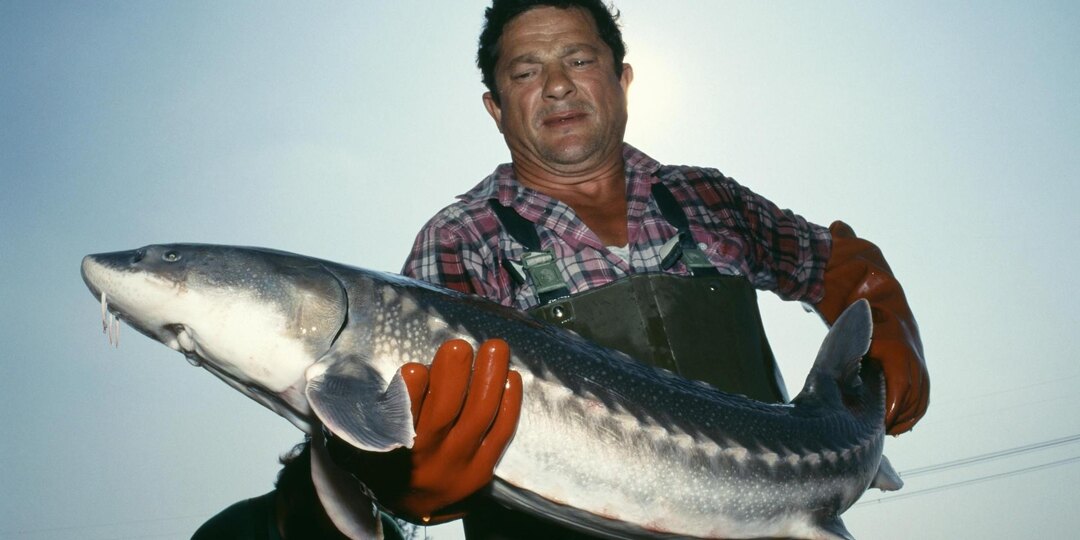 В Азовском море впервые за 20 лет стало много русского осетра
