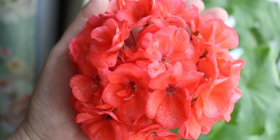 Идеальная схема подкормок для пеларгонии: Работающая система