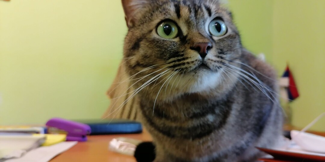 Ветеринары Приамурья с начала года поставили более 17 тысяч прививок от бешенства