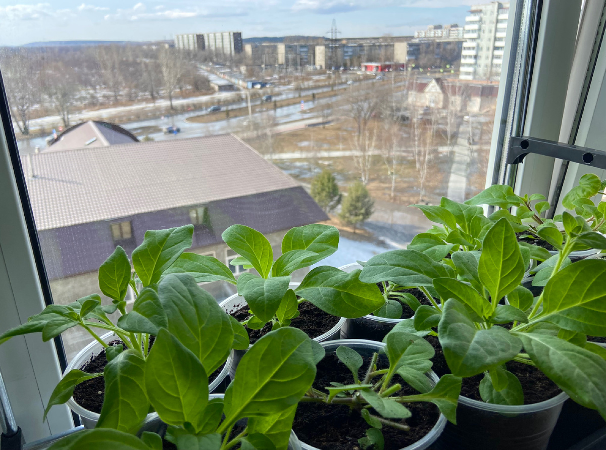 8 марта, за окном весна 