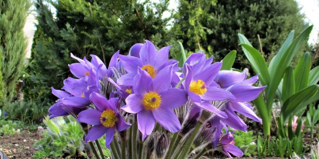 Прострелы в наших садах. Выращивание, ответы на ваши вопросы. 9 марта 2026 г